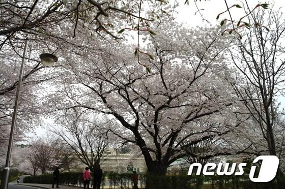 본문 이미지 - 북일고등학교 교정에 만개한 벚꽃ⓒ News1