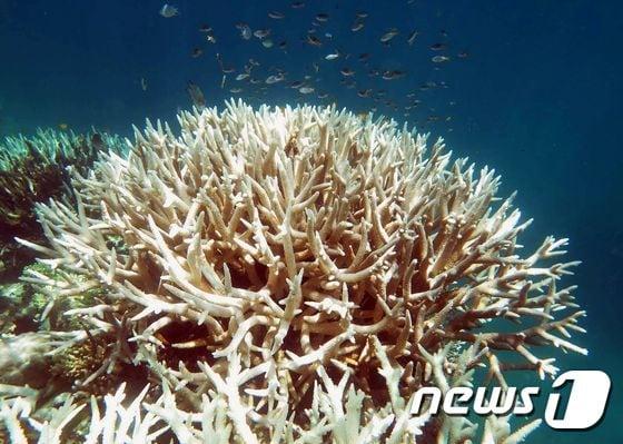 본문 이미지 - 10일(현지시간) 호주 산호초연구센터가 공개한 그레이트 배리어 리프의 산호초 사진. 높아진 수온으로 백화현상을 겪은 산호초가 앙상한 뼈대만 남았다. ⓒ AFP=뉴스1