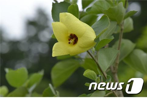 본문 이미지 - 황근.(국립생물자원관 제공)ⓒ News1