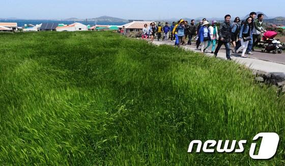 본문 이미지 - 제주 관광객들이 서귀포시 가파도 청보리길을 걸으며 즐거운 시간을 보내고 있다.