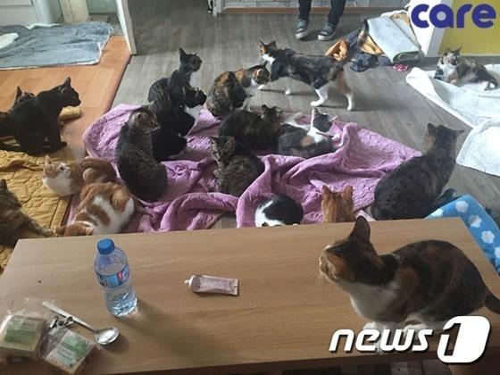 본문 이미지 - 경남 창원시에 위치한 '고양이 쉼터'의 모습. (사진 케어 제공) ⓒ News1