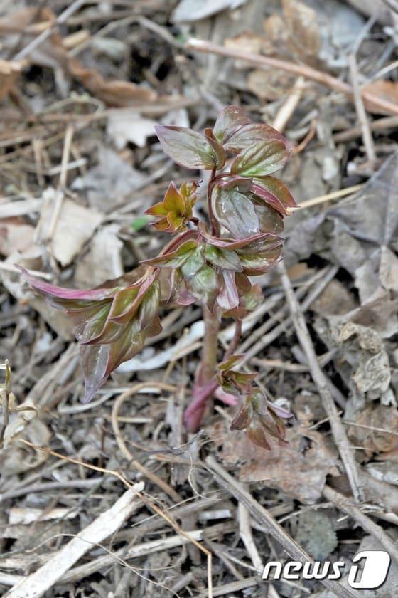 본문 이미지 - 안정사 이전 협상 지연으로 마찰을 빚고 있는 강원 삼척시 미로면~태백 간 국도 38호선 안정사 일원 확장공사 현장에서 발견된 작약. 이를 두고 현재 전문가들 사이에서 '산작약이다, 아니다'로 의견이 분분하다. 사진은 지난달 29일 촬영. 2017.4.14/뉴스1 ⓒ News1 서근영 기자