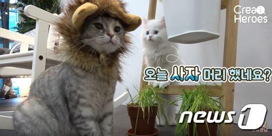 본문 이미지 - 크림히어로즈의 고양이 시트콤 중 한 장면. (사진 크림히어로즈 유튜브 캡처)ⓒ News1