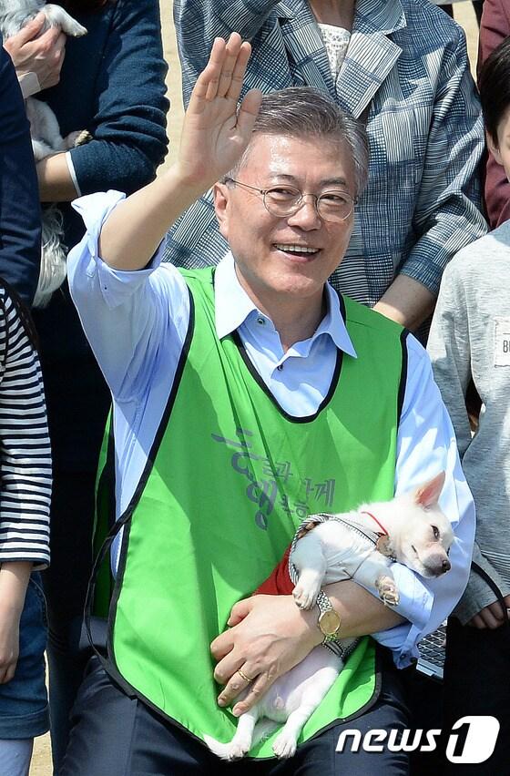 본문 이미지 - 지난달 15일 오후 서울 마포구 상암월드컵공원 반려견 놀이터를 찾은 문재인 더불어민주당 대선후보 품에 안겨 있는 유기견 엘리스. ⓒ News1 박세연 기자