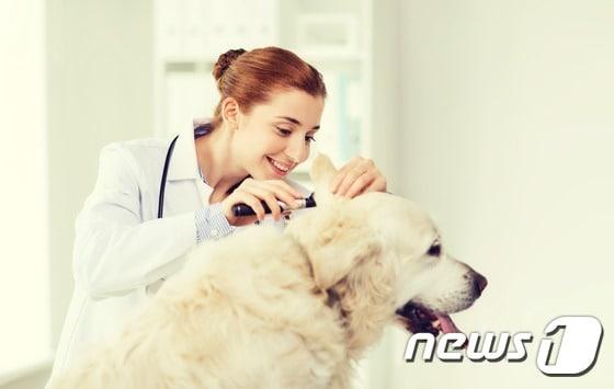본문 이미지 - 개들의 귀는 사람과 달리 L자 형태로 되어있어 질병에 걸리기 쉽다.(사진 이미지투데이)ⓒ News1