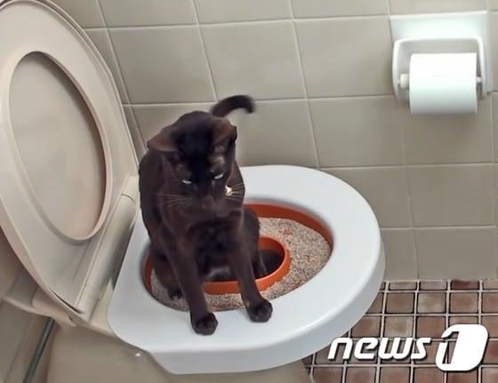 본문 이미지 - 고양이에게도 배변 훈련은 필요하다.(사진 litter kwitter cat 유튜브 캡처)ⓒ News1