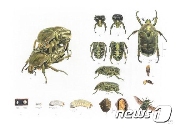 본문 이미지 - 제11회 자생 동·식물 세밀화 공모전 성인부 대상 수상작인 최종한씨의 '점박이꽃무지의 생태와 암수 비교'(국립생물자원관 제공)ⓒ News1