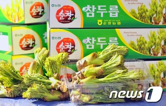 본문 이미지 - 순창 참두릅 ⓒ News1 박효익 기자