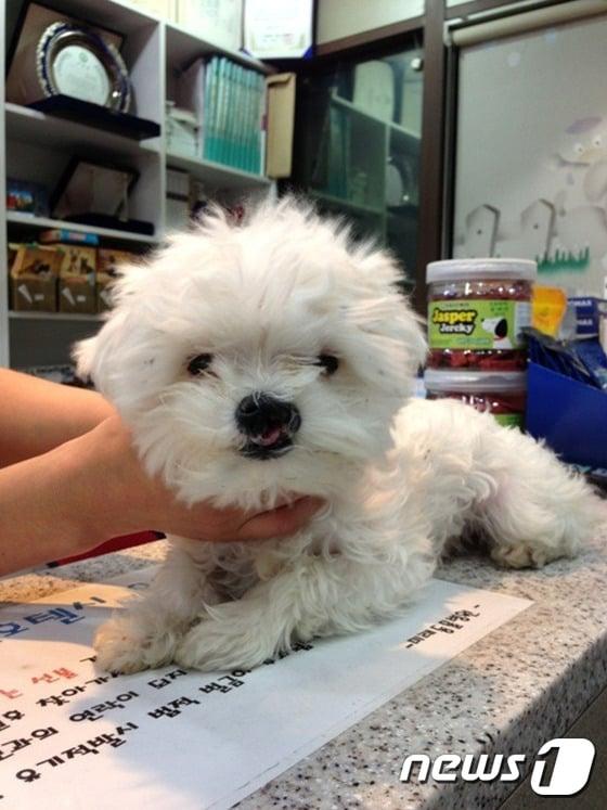 본문 이미지 - 구조 당시 팅커벨의 모습. ⓒ News1