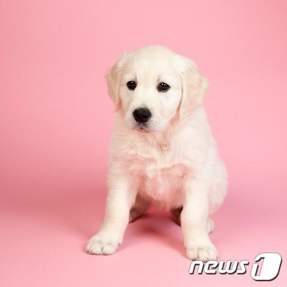 본문 이미지 - 반려견.(사진 이미지투데이)ⓒ News1