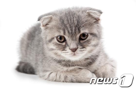 본문 이미지 - 영국 수의사협회는 스코티시폴드 고양이의 양육이 금지되어야 한다고 주장한다. (출처 이미지투데이)ⓒ News1