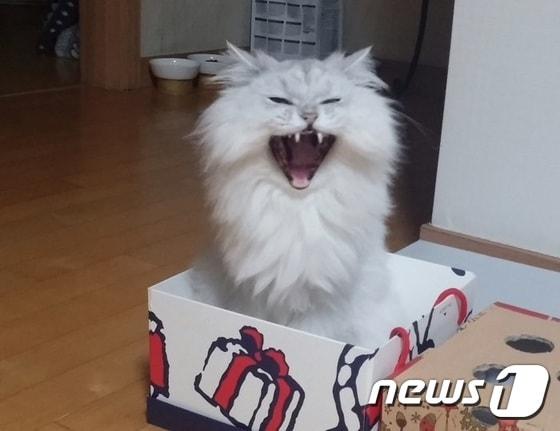 본문 이미지 - 고양이 '몽이'는 상자 안에 들어가는 것을 좋아한다.(사진 이은솔씨 제공)ⓒ News1