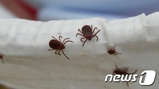 본문 이미지 - 야생진드기(인천보건환경연구원 제공) ⓒ News1 최태용 기자