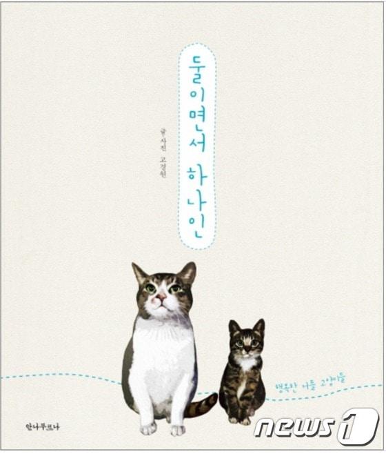 본문 이미지 - 귀여운 고양이 커플 100쌍의 이야기가 우리를 찾아온다. (사진 안나푸르나 페이스북 캡처)ⓒ News1