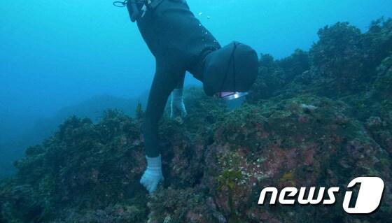 본문 이미지 - 우리나라 공동체적 성격이 그대로 깃들어있는 독특한 어업문화인 '해녀'의 물질 모습. (문화재청 제공) /뉴스1