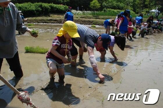 본문 이미지 - 지난해 열린 인천수목원 반디 논 모내기 체험 현장.(사진제공=인천수목원).2017.05.17 ⓒ News1