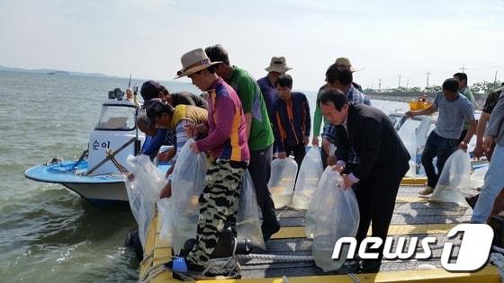 본문 이미지 - 대하 방류 모습.(사진은 기사 내용과 무관함) / 뉴스1 ⓒ News1