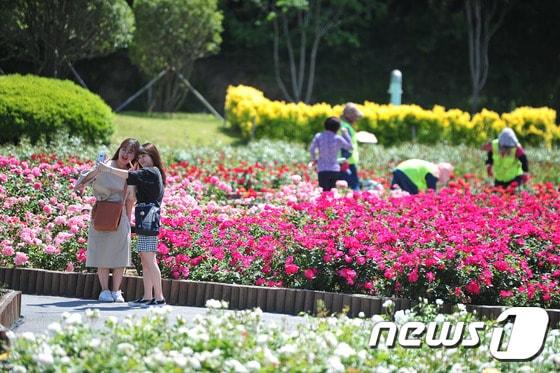 본문 이미지 - 울산 장미축제/뉴스1 ⓒ News1 이윤기 기자