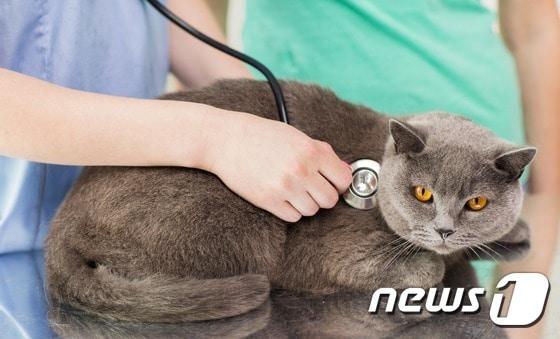 본문 이미지 - 고양이.(사진 이미지투데이) ⓒ News1