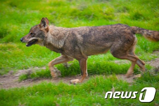 본문 이미지 - 레이먼드 코핑거 박사에 따르면 개는 늑대의 자손이 아니다.  (사진 이미지투데이) ⓒ News1