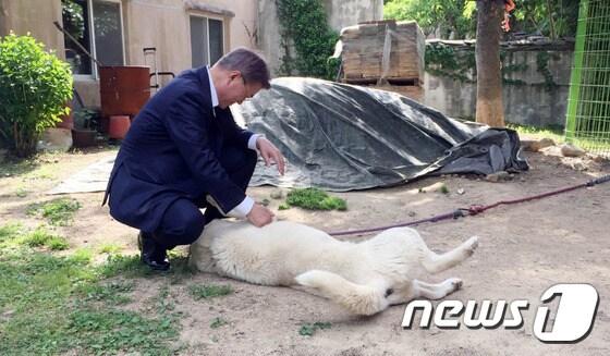 본문 이미지 - 문재인 대통령이 21일 오후 경남 양산 매곡마을 사저에서 풍산개 '마루'를 쓰다듬고 있는 모습. (청와대 제공) ⓒ News1 