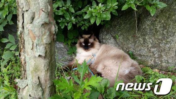 본문 이미지 - 박칼린 음악감독이 입양한 '심바'.(사진 박칼린 감독 제공) ⓒ News1