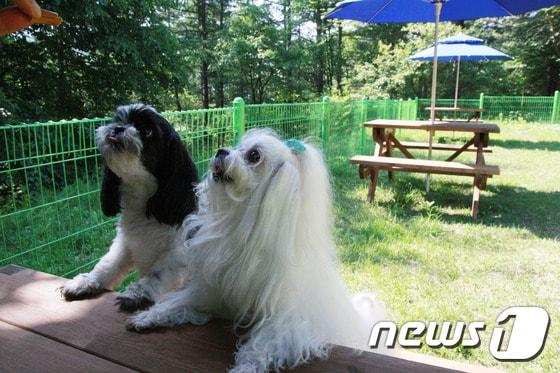 본문 이미지 - 한화리조트 양평 반려동물 놀이터.(사진 한화호텔앤드리조트 제공)ⓒ News1