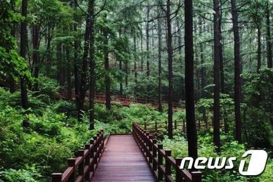본문 이미지 - 국립산림치유원 . 이하 문체부 제공 ⓒ News1