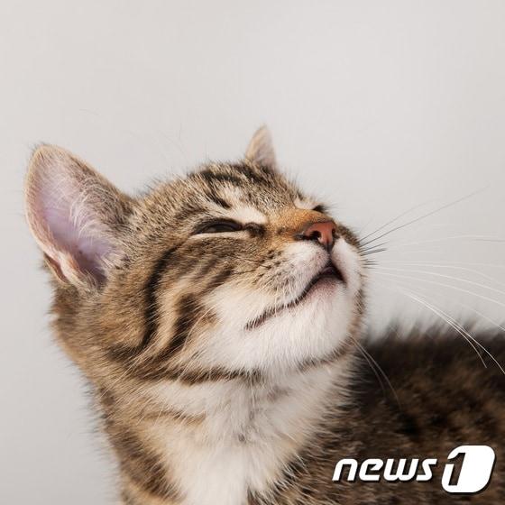 본문 이미지 - 고양이.(사진 이미지투데이)ⓒ News1