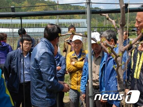 본문 이미지 - 지난달 27일 전북 정읍시 대추연구회원들이 충북 보은군 농업기술센터의 대추 실증시험포장을 방문해 관계자로부터 병해충 방제법에 관한 설명을 듣고 있다.(보은군 제공).2017.05.04. ⓒ News1