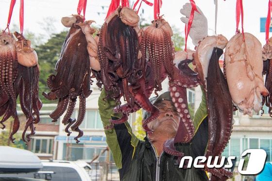 본문 이미지 - 동해안 최북단 저도어장에서 잡은 대문어. 자료사진 (강원 고성군 제공, 재판매 및 DB 금지)