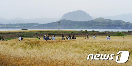 본문 이미지 - 제주 서귀포시 가파도 청보리 밭에서 관광객들이 누렇게 익은 청보리길을 걸으며 즐거운 시간을 보내고 있다.2017.5.8/뉴스1 ⓒ News1 DB
