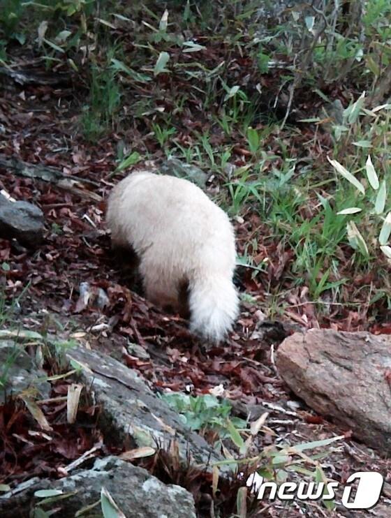 본문 이미지 - 국립공원관리공단 지리산국립공원남부사무소(소장 안시영)는 온몸이 흰색인 알비노 오소리의 실체를 확인했다고 13일 밝혔다.(지리산국립공원 남부사무소 제공)/뉴스1 ⓒ News1 서순규 기자