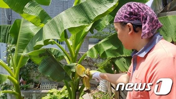 본문 이미지 - 대구 동구 효목동 김덕규씨(44)의 주택을 개조해 운영 중인 식당 앞마당 바나나 나무에 아기 손 같은 바나나 6송이가 열렸다. 2017. 6. 13/뉴스1 ⓒ News1 정지훈 기자