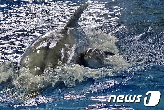본문 이미지 - 13일 오전 8시 15분께 울산 남구 고래생태체험관 보조풀장에서 장꽃분이 새끼 돌고래를 출산했다. 새끼 돌고래가 호흡을 위해 수면 위아래로 자맥질하는 어미를 따라 유영하고 있다. (울산남구도시관리공단 제공)2017.6.13/뉴스1 ⓒ News1 이윤기 기자