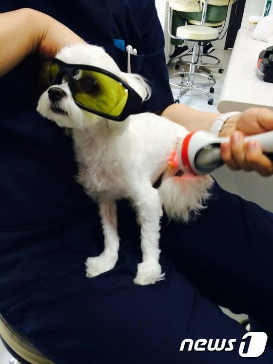 본문 이미지 - 소형견에서 많이 나타나는 관절 질환인 '슬개골탈구'는 수술 후 재활이 매우 중요하다.(자료사진)ⓒ News1