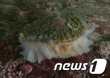 본문 이미지 - 대청도 남쪽 답동에서 발견된 장수삿갓조개 (국립생물자원관 제공) ⓒ News1