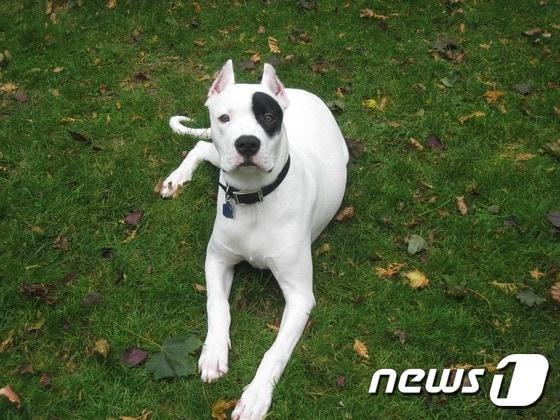 본문 이미지 - 도고 아르젠티노 자료사진. (사진은 기사 내용과 무관함) / 뉴스1 ⓒ News1