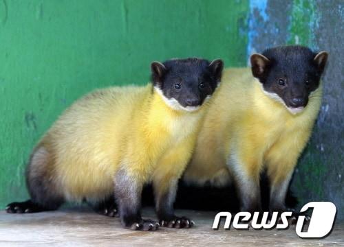 본문 이미지 - 노란목도리담비.(서울동물원 제공) ⓒ News1 지정운 기자