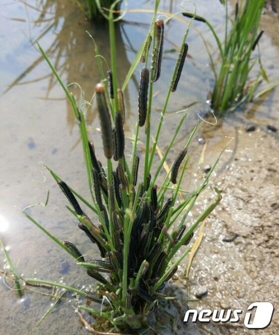 본문 이미지 - 벼에 붙어 있는 멸강나방 유충.(이천시 제공)ⓒ News1