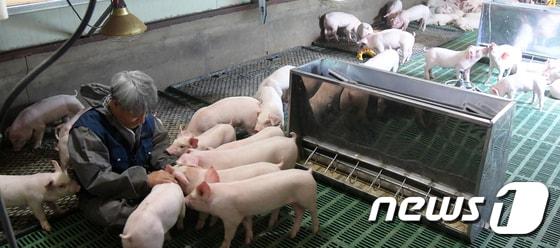 본문 이미지 - (사진은 기사 내용과 무관함) / 뉴스1 ⓒ News1 이철우 기자