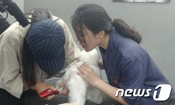 본문 이미지 - 23일 오후 서울 강남구 강남애견미용학원에서 열린 '제12회 펫프렌스터디: 올바른 반려동물 기초미용편'에서 한 참가자가 반려견 발바닥 털 깎는 법을 배우고 있다. ⓒ News1