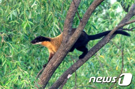 본문 이미지 - 담비(장기헌 작가 제공)2017.6.23/뉴스1 ⓒ News1 DB
