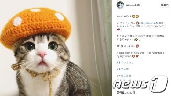 본문 이미지 - 일본에서  아이돌로 통하는 고양이 '스즈메'. (사진 인스타그램 suzume0513 캡처) ⓒ News1