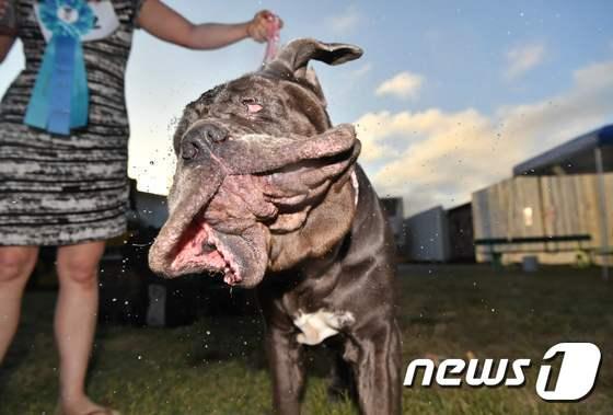 본문 이미지 - '2017 세상에서 제일 못생긴 개 대회'에서 우승한 '마사' ⓒ AFP=뉴스1