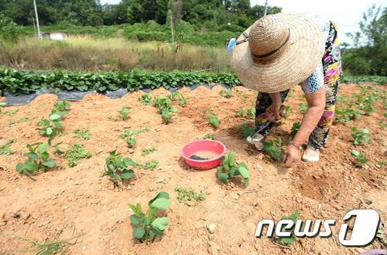 본문 이미지 - 콩  심기 장면 (자료사진) /뉴스1 ⓒ News1 