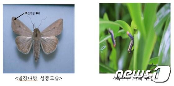본문 이미지 - 옥수수, 목초, 벼 등 잎 등을 갉아먹어 큰 피해를 주는 멸강나방과 해충. ⓒ News1 홍성우 기자
