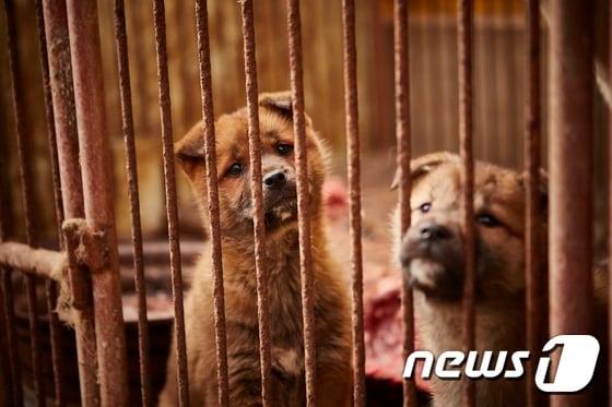 본문 이미지 - 식용견. (사진 HSI 제공) ⓒ News1