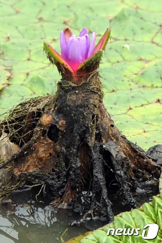 본문 이미지 - '그대에게 행운을'이란 꽃말을 가진 멸종위기야생식물Ⅱ급인 희귀종 가시연꽃이 30일 강원 강릉시 경포 생태 저류지 일원에 활짝 펴있다. 올해 처음 모습을 드러낸 가시연은 지난해 보다 약 한달 일찍 핀 것으로 알려졌다. 2017.6.30/뉴스1 ⓒ News1 박하림 기자