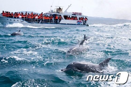 본문 이미지 - 아마쿠사 돌고래 투어. 여행박사 제공.ⓒ News1